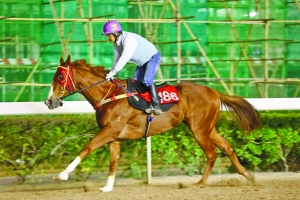 警惕虚假博彩陷阱，切勿盲目追求彩票梦想——关于澳门特马彩票的警示文章